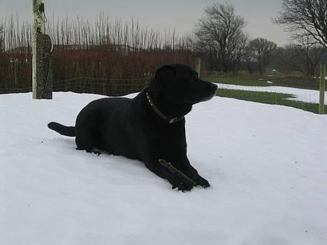 Blanding af racer Buller - Buller i sne =D han elsker det <3 billede 4