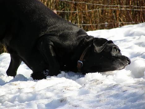 Blanding af racer Buller - Man bliver aldrig for gammel til at lege i sne =D billede 5