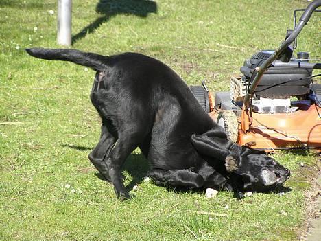 Blanding af racer Buller - Ruller sig på kødbenet xD billede 6