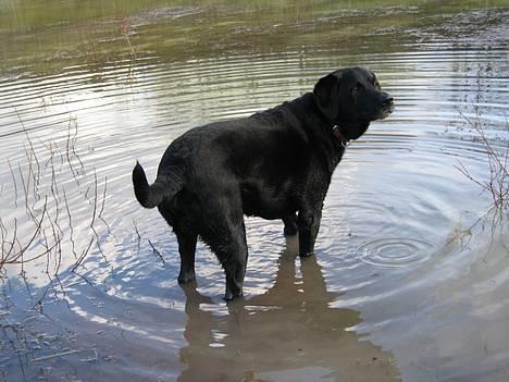 Blanding af racer Buller - Buller ude at bade =) Han  ELSKER det =P billede 7
