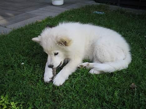 Finsk lapphund Luna billede 5