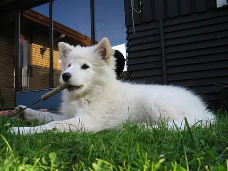 Finsk lapphund Luna billede 6