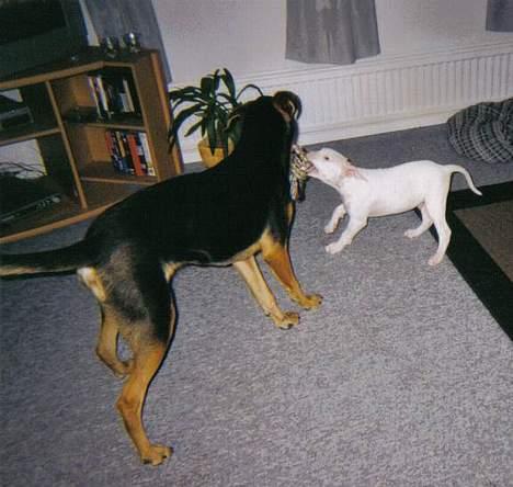 Blanding af racer Cosy R.I.P - nok er jeg lille men jeg er stærk! billede 2