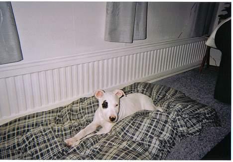 Blanding af racer Cosy R.I.P billede 4