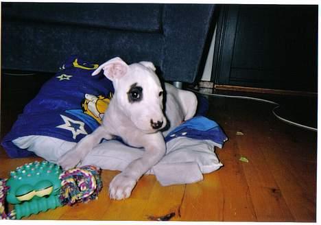 Blanding af racer Cosy R.I.P - så lille var han engang billede 5