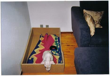 Blanding af racer Cosy R.I.P - er du gal hvor er det her en stor kurv, mon jeg kan komme ud?? billede 6