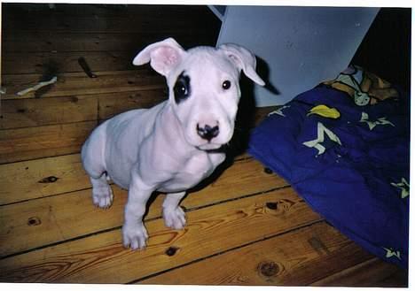 Blanding af racer Cosy R.I.P billede 7