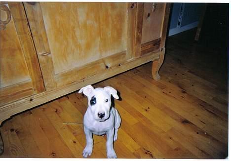 Blanding af racer Cosy R.I.P billede 8