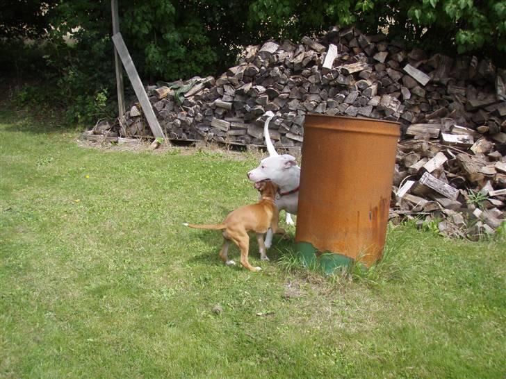 Blanding af racer Cosy R.I.P - godt de har en stor have hvor vi kan lege.. (sommer 2007) billede 9