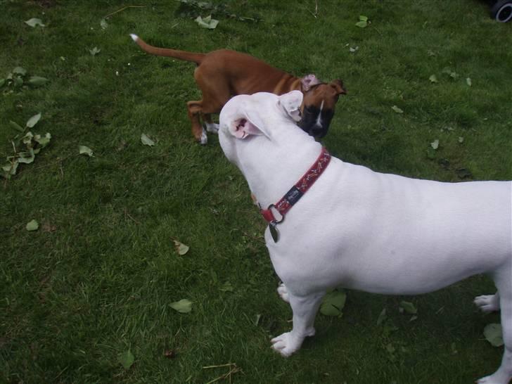 Blanding af racer Cosy R.I.P - du da du da dej billede 10