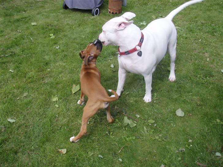 Blanding af racer Cosy R.I.P - min nye ven marco (sommeren 2007) billede 11