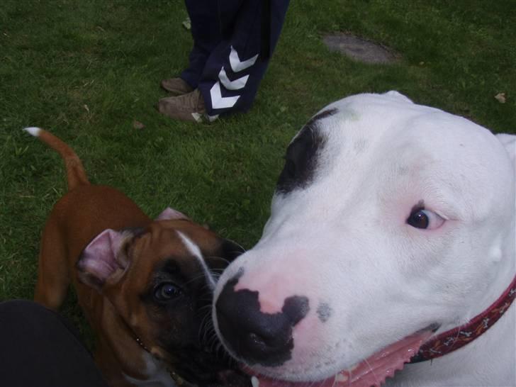 Blanding af racer Cosy R.I.P - marco in my face.... billede 12