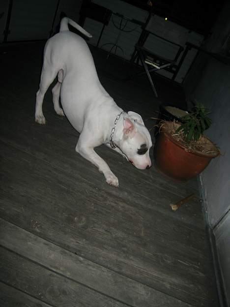 Blanding af racer Cosy R.I.P - jeps det er mit kødben, mon det stikker af??? billede 13