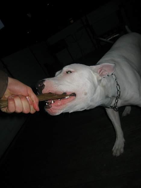 Blanding af racer Cosy R.I.P - du får det ikke... det er mit kødben! billede 14