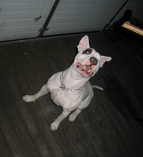 Blanding af racer Cosy R.I.P - hit med den billede 15