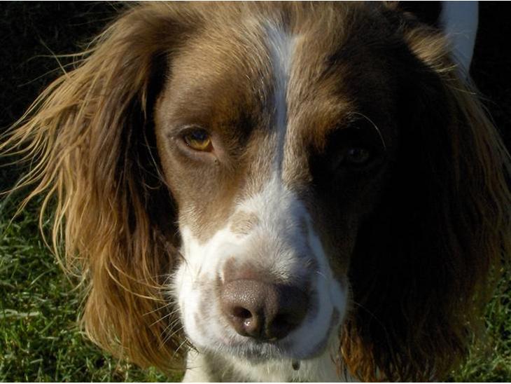 Field Trial spaniel Mickey  - Skønne Mickey ! (: billede 1