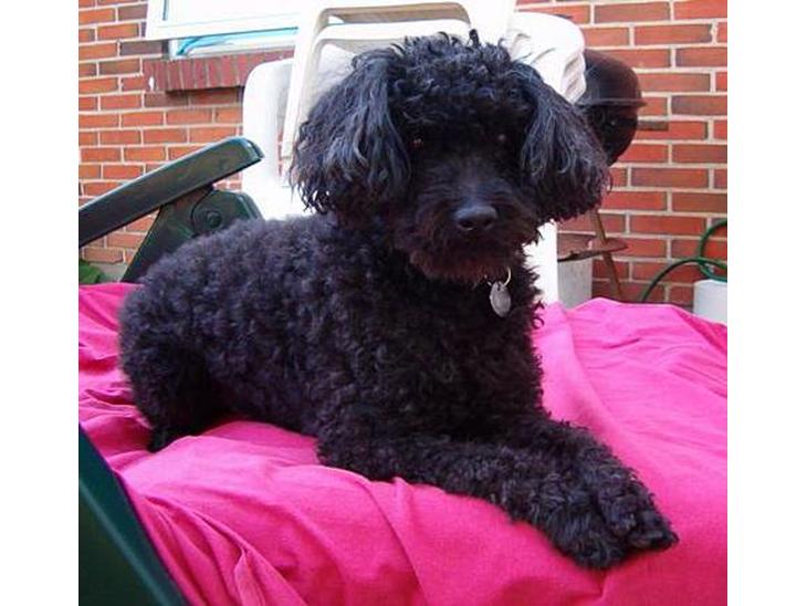 {{currentPhoto.altText}} billede {{currentPhoto.number}}