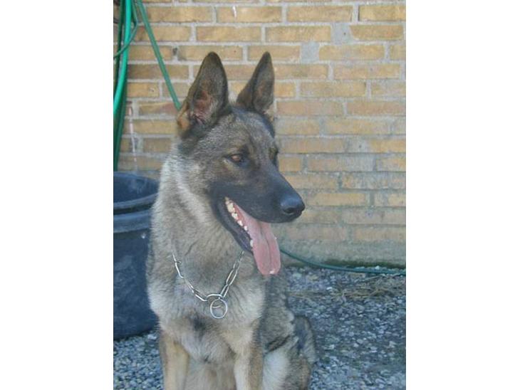 {{currentPhoto.altText}} billede {{currentPhoto.number}}