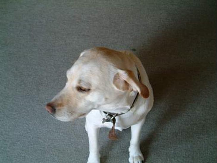 Labrador retriever Nala (død 12/08-08) - her er jeg så.. billede 1