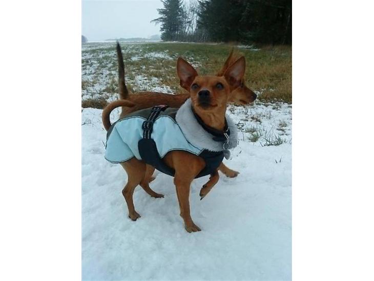 {{currentPhoto.altText}} billede {{currentPhoto.number}}