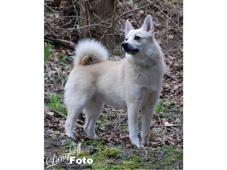 {{currentPhoto.altText}} billede {{currentPhoto.number}}