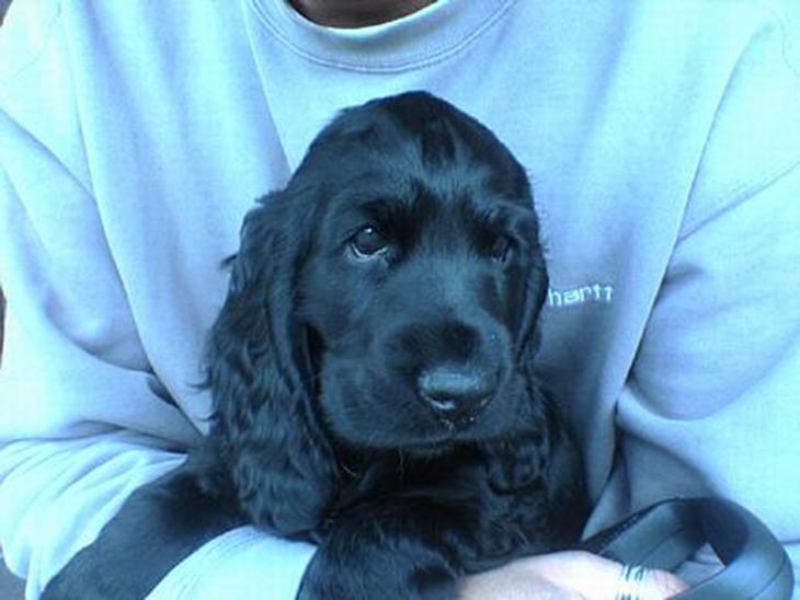 Cocker spaniel *Olsen - Hej jeg hedder Olsen og jeg er SØD !! billede 1