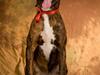 Blanding af racer Rollo 