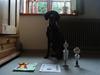 Korthåret hønsehund AIKA
