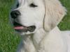 Golden retriever Giddygold Inside My Heart