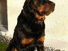 Rottweiler Ian *R.I.P. '08* [ Himmelhund]