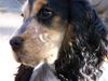 Cocker spaniel Nanna