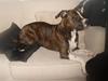 Amerikansk staffordshire terrier Nala