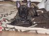 Fransk bulldog A'la'coccio's X-tra 