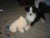 Australian shepherd Cassie