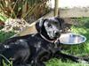 Labrador retriever Laxi