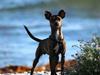 Blanding af racer Mini Mega (Mus) [Tidl. hund]