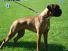 Boxer Otis von Ellinghaus