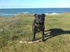 Staffordshire bull terrier Cody
