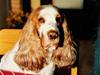 Cocker spaniel Line R.I.P [ Himmelhund]