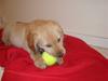 Golden retriever Samson