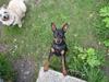 Dvaergpinscher Aladin