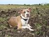 Amerikansk staffordshire terrier Jeff Montana