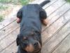 Rottweiler Ishia [ Himmelhund]