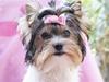 Biewer yorkshire terrier "Smilla"