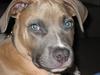 Amerikansk staffordshire terrier Enzo