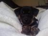Chihuahua Bubii
