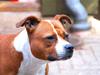 Staffordshire bull terrier Nella