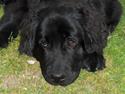 Newfoundlænder Cassie