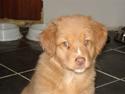 Nova scotia duck tolling retriever Zica