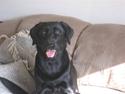 Labrador retriever Jessie